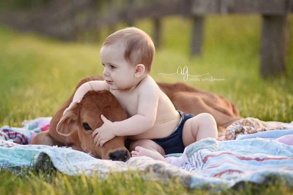 cow-baby-3.jpg