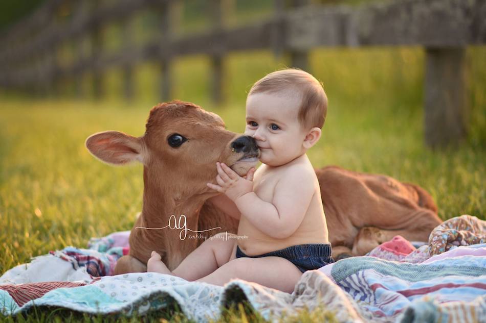 cow-baby-5.jpg