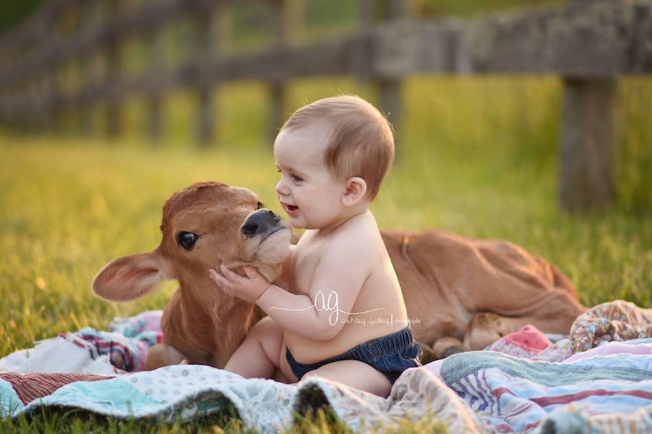 cow-baby-7.jpg