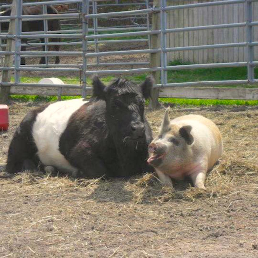cowpig.jpg