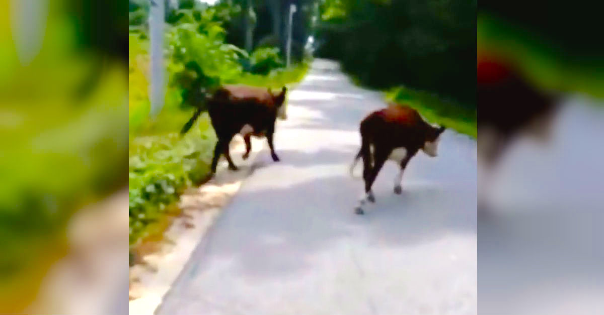 cows vs cop