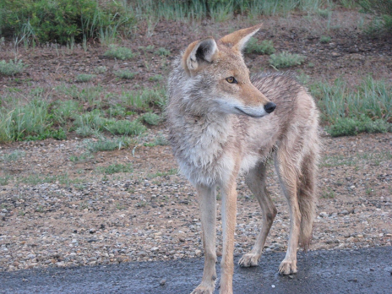 coyote-1826497_1280.jpg