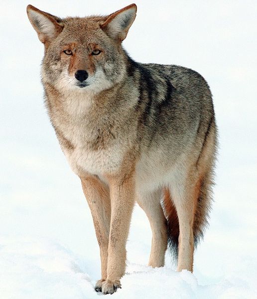 coyote-6.jpg