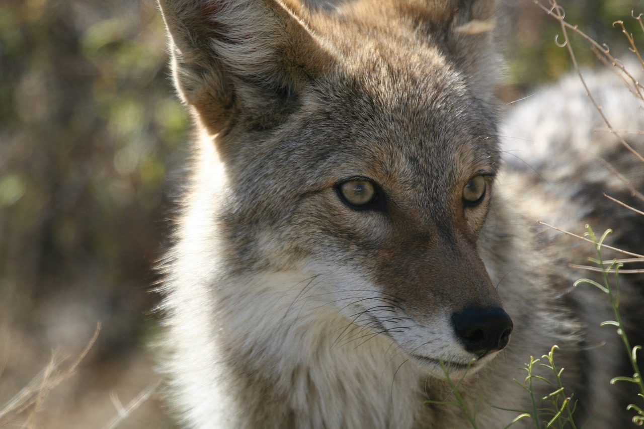 coyote-948799_1280.jpg