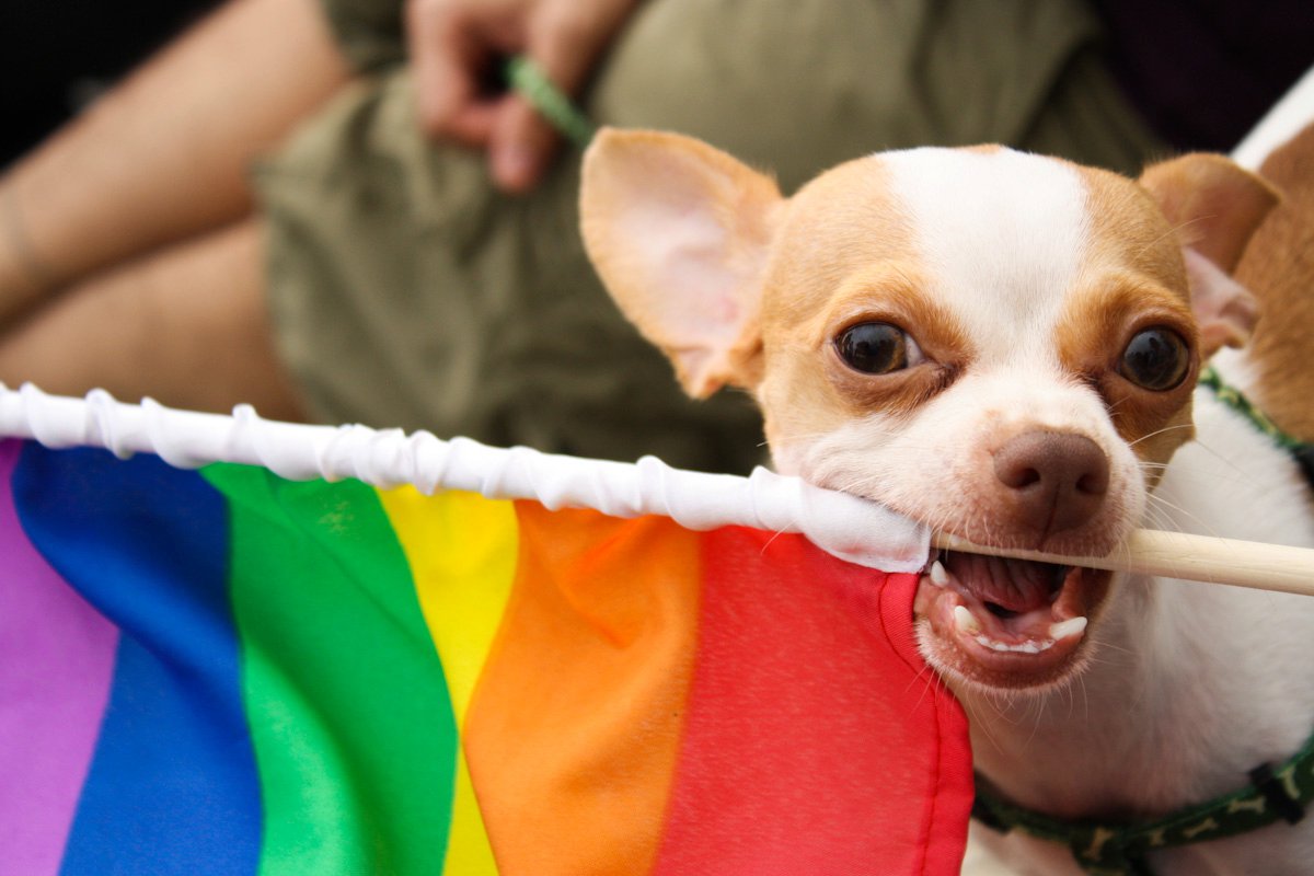 cr-puppy-at-pride-parade.jpg