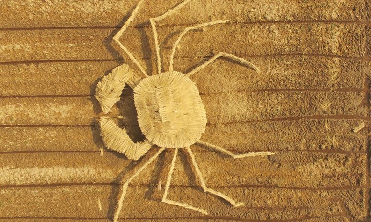 crab-2.jpg