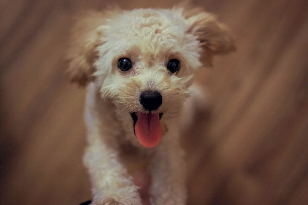 cream-toy-poodle-666870.jpg