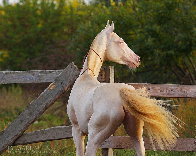 cremello-akhal-teke-5.jpg