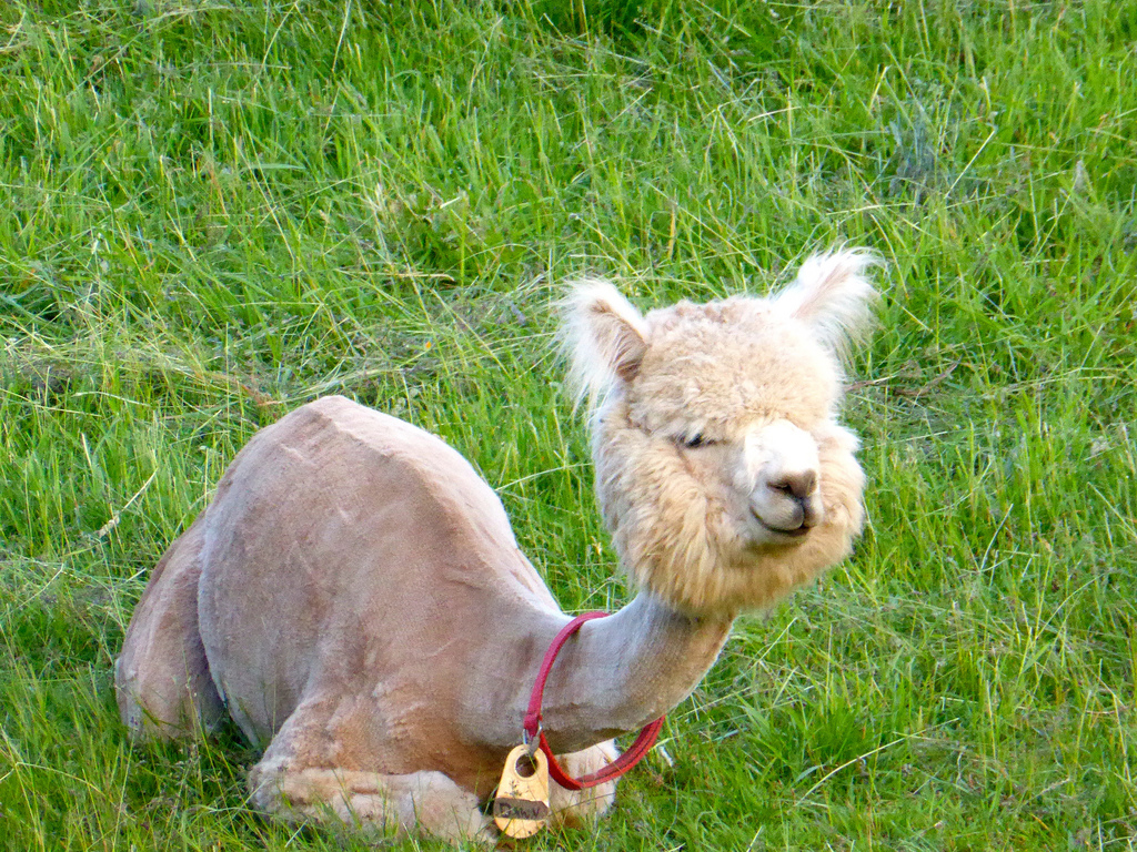 cria.jpg