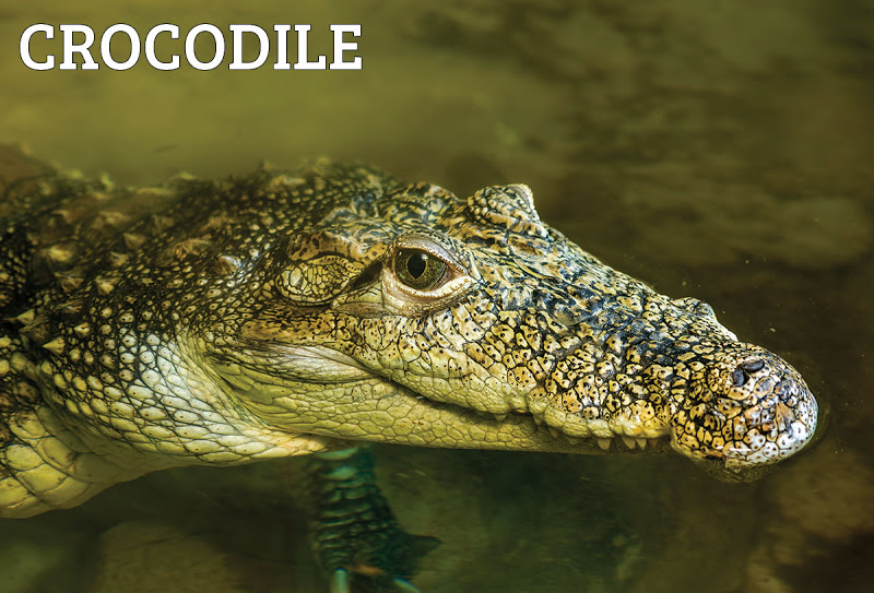 crocodile2.jpg