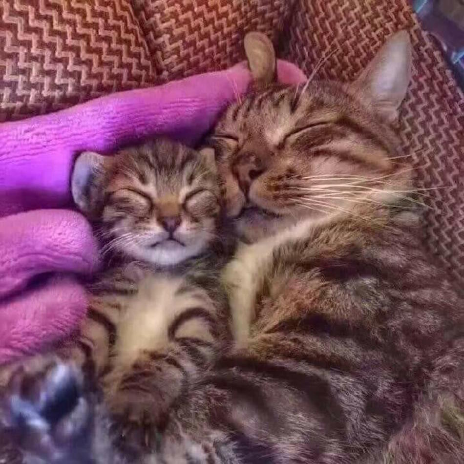 cuddle.jpg