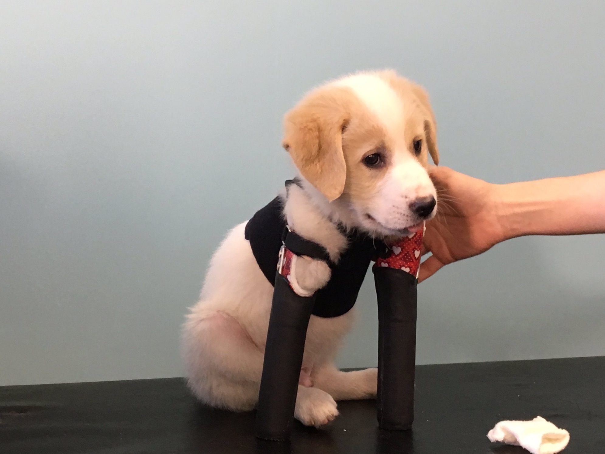 cupid-front-legs-prosthetics.jpg