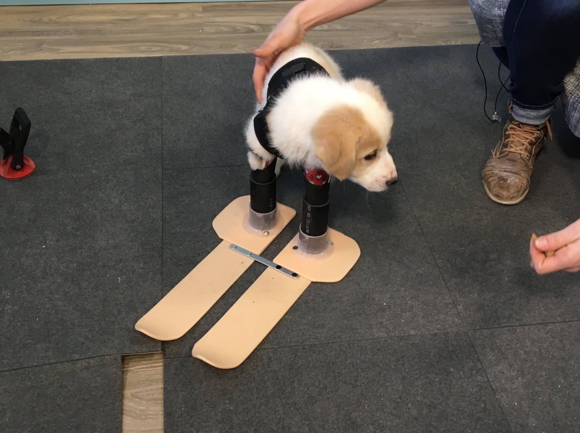 cupid-front-legs-skis.jpg