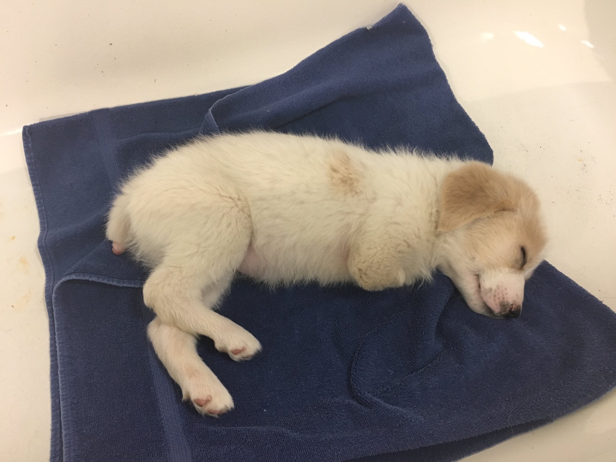 cupid-puppy.jpg