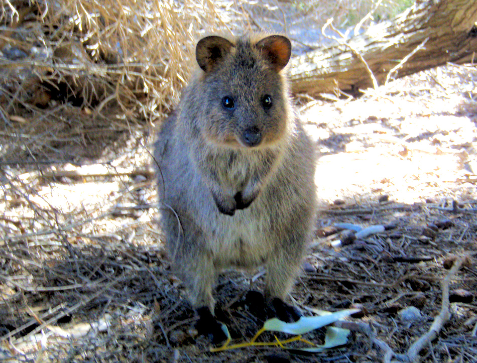 A Curious Quokka