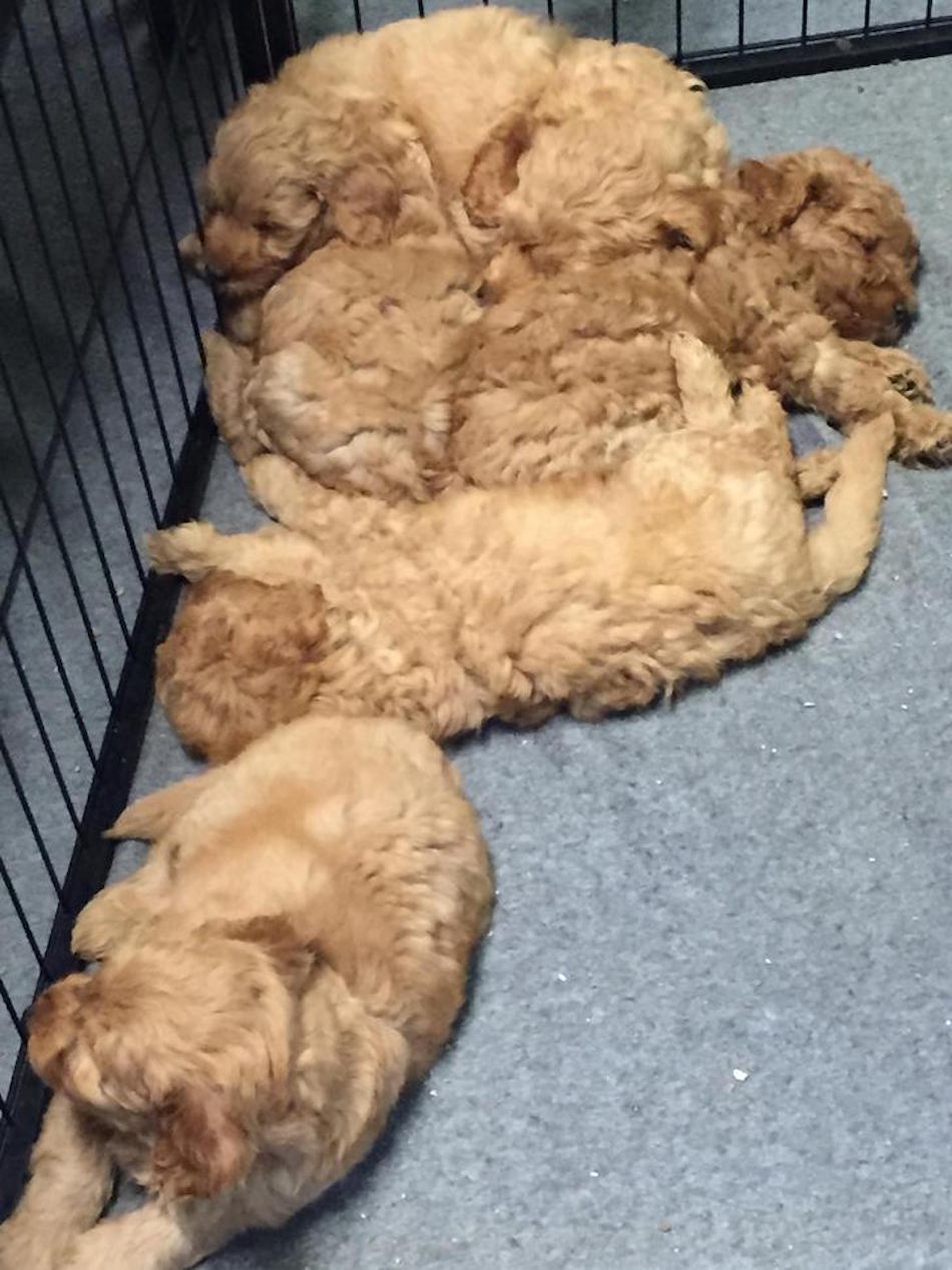 curly-pooch.jpg