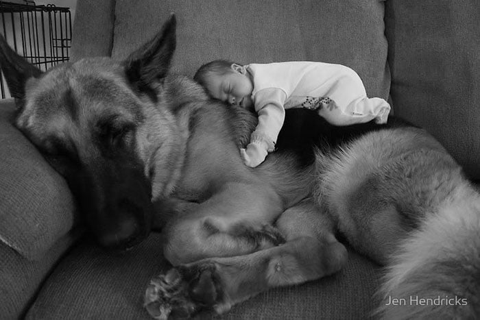 cute-big-dogs-and-babies-1.jpg