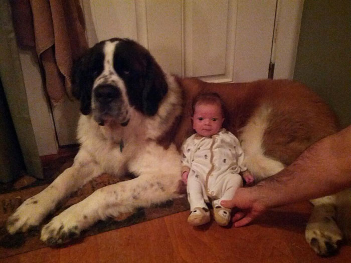 cute-big-dogs-and-babies-10.jpg