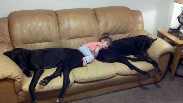 cute-big-dogs-and-babies-11.jpg