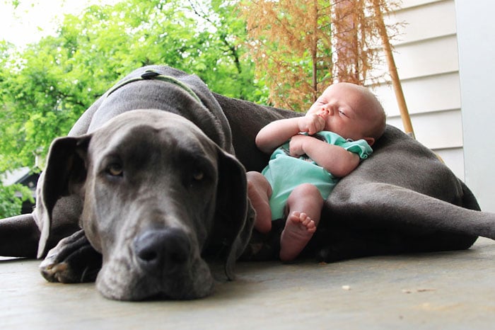 cute-big-dogs-and-babies-12.jpg