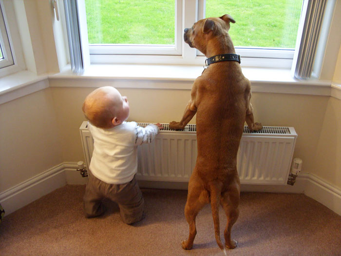 cute-big-dogs-and-babies-13.jpg