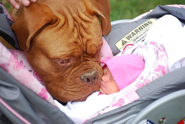 cute-big-dogs-and-babies-15.jpg