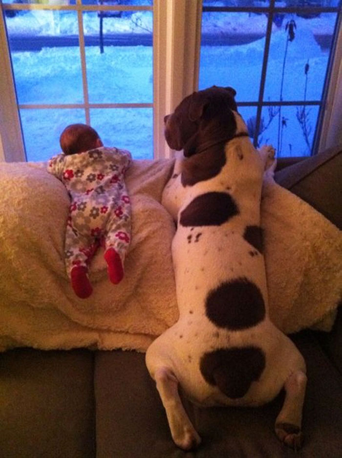 cute-big-dogs-and-babies-2.jpg