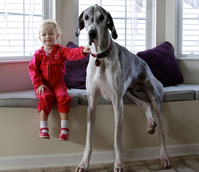 cute-big-dogs-and-babies-21.jpg