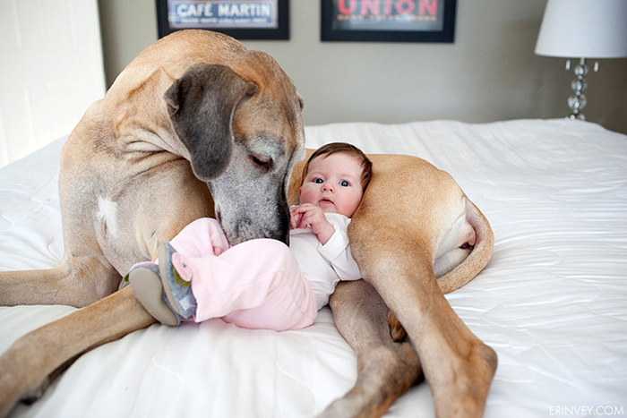 cute-big-dogs-and-babies-31.jpg