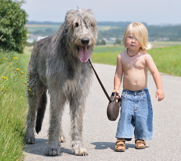 cute-big-dogs-and-babies-33.jpg