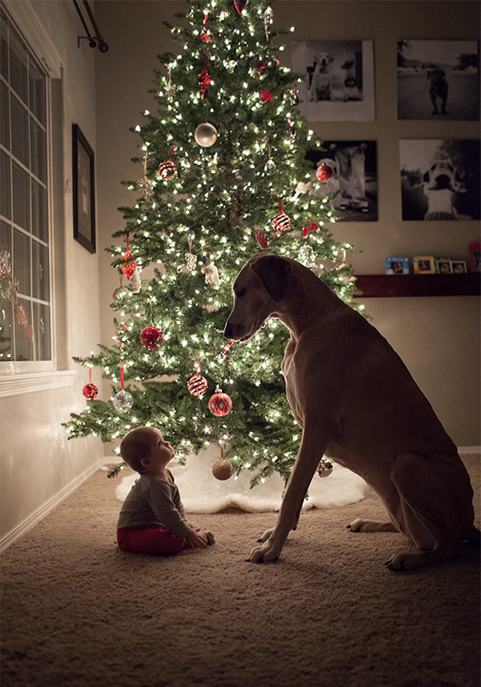 cute-big-dogs-and-babies-34.jpg