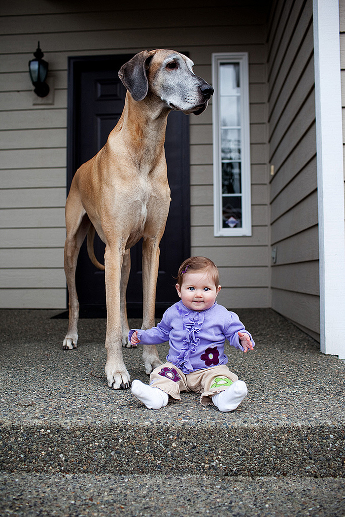 cute-big-dogs-and-babies-35.jpg