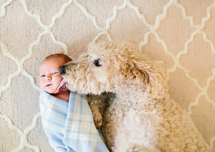 cute-big-dogs-and-babies-8.jpg