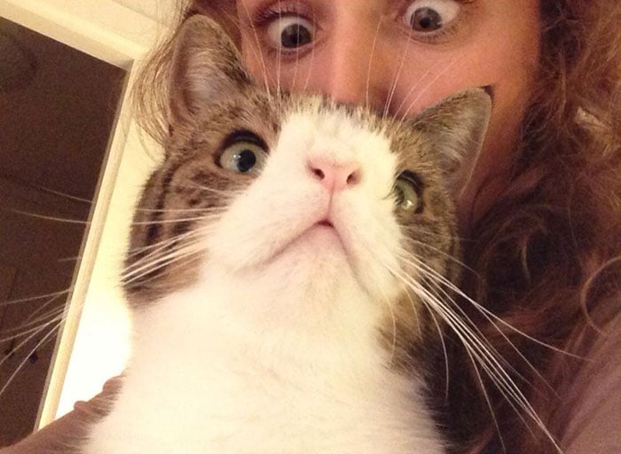 cute-cat-without-nosal-bone-monty-13.jpg cute-cat-without-nosal-bone-monty-13.jpg