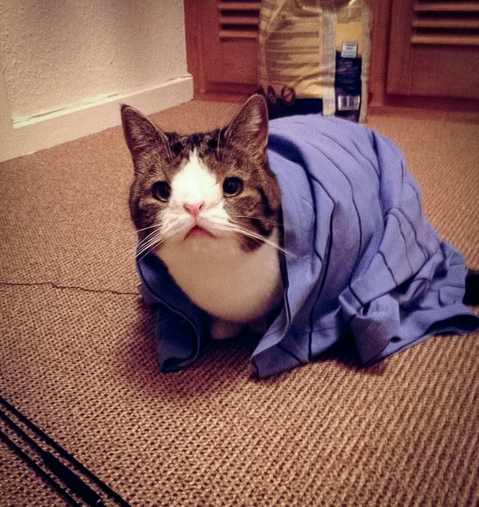 cute-cat-without-nosal-bone-monty-19-1.jpg