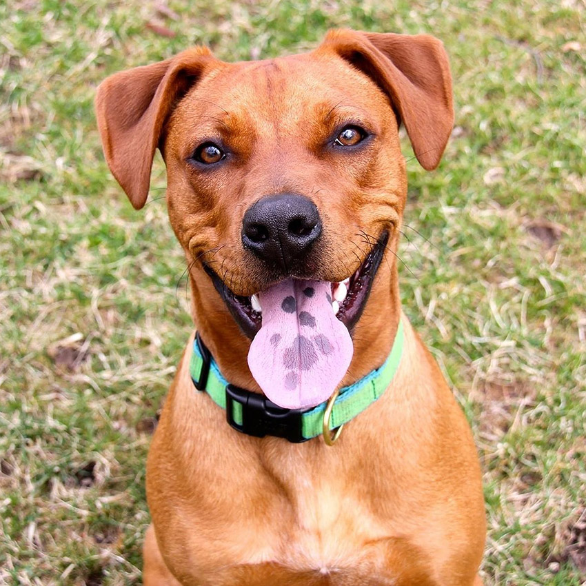 cute-dog-big-tongue.jpg