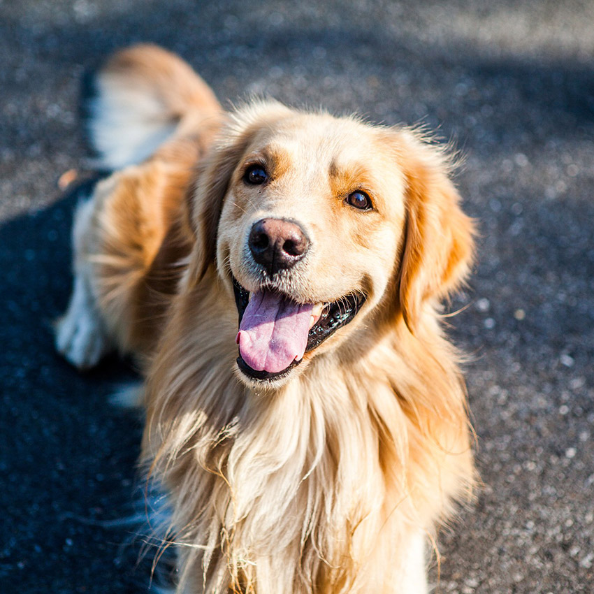 cute-dog-golden-retriever.jpg