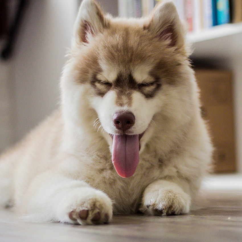 cute-dog-husky-smiling.jpg