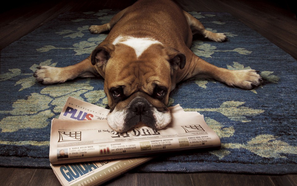 cute-dog-newspaper-600x960-1.jpg