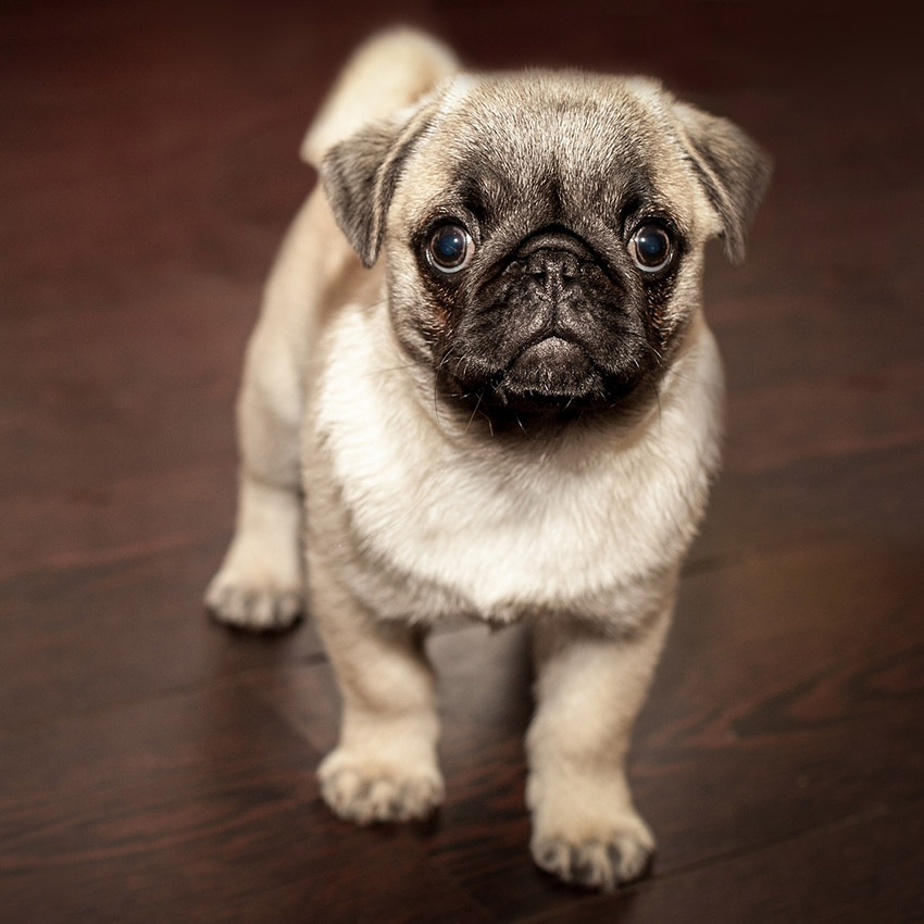 cute-dog-pug.jpg