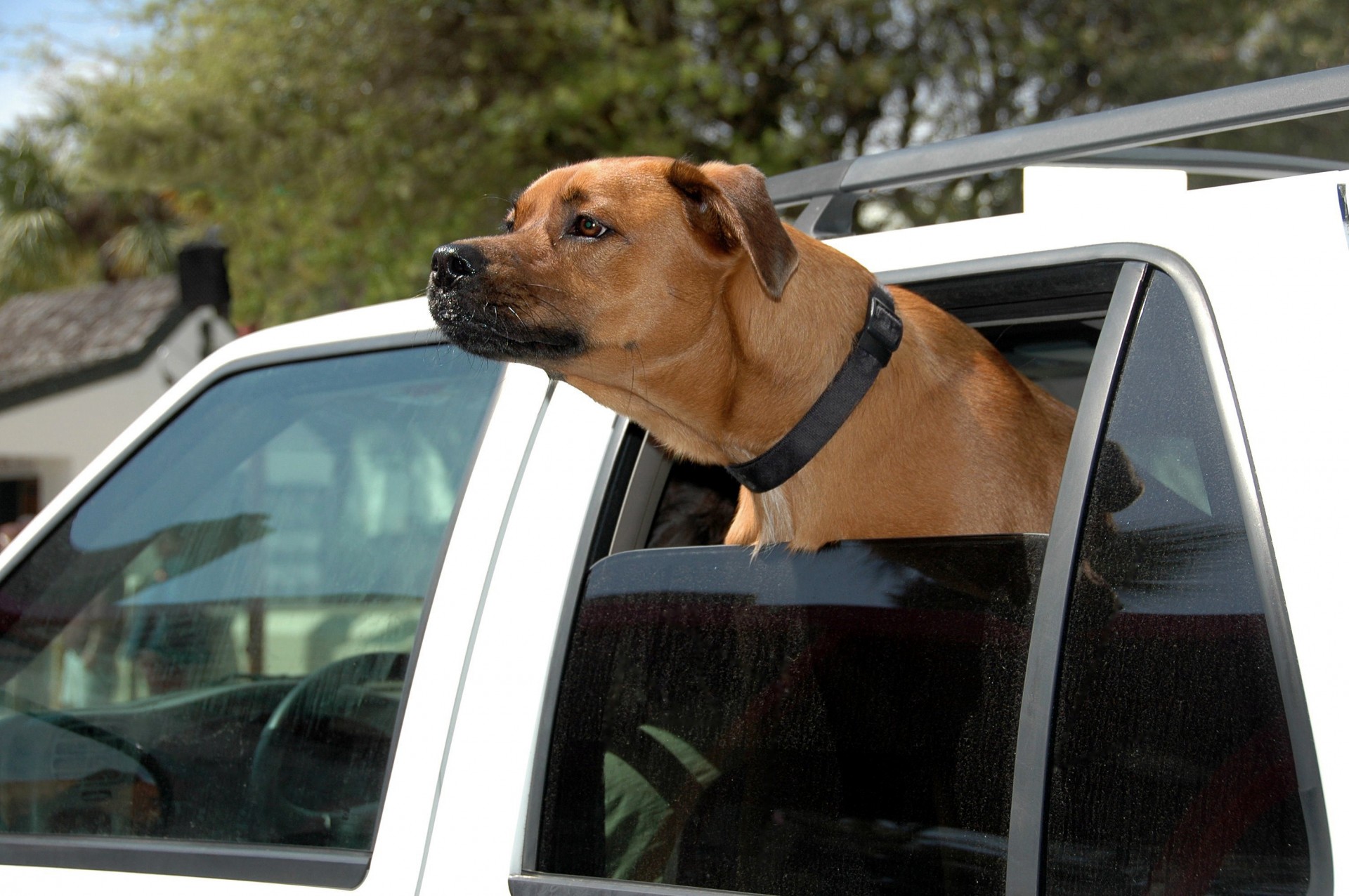 cute-dog-with-head-out-car-window.jpg