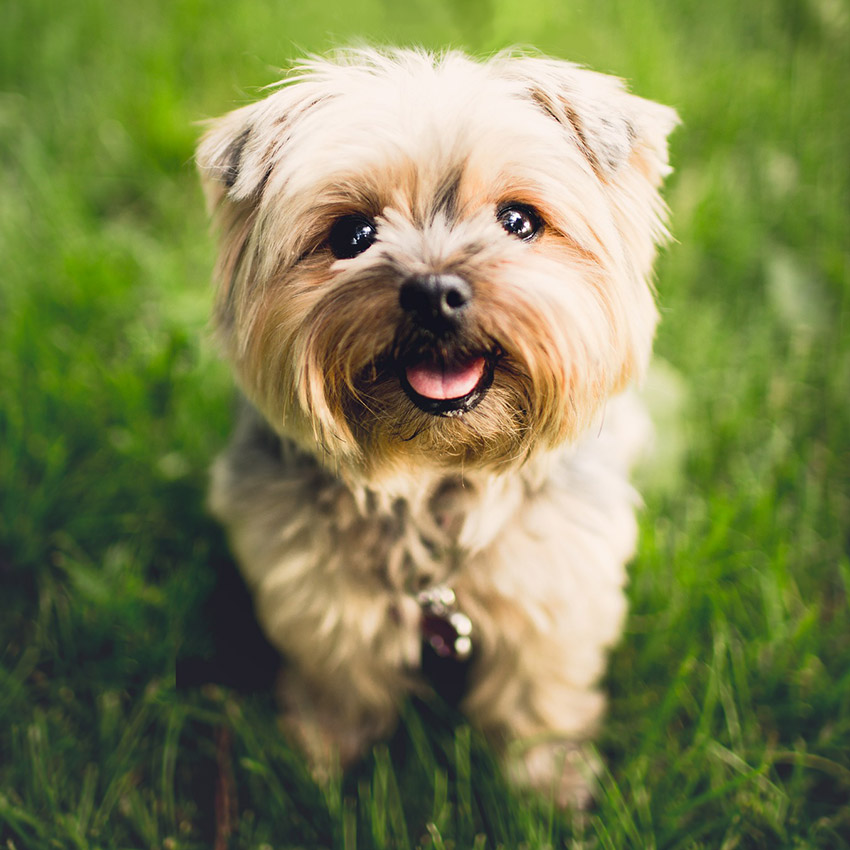 cute-dog-yorkie.jpg