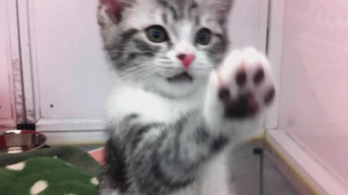 cute-kitten-touching-the-screen.gif