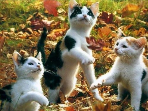 cute-kittens6.jpg