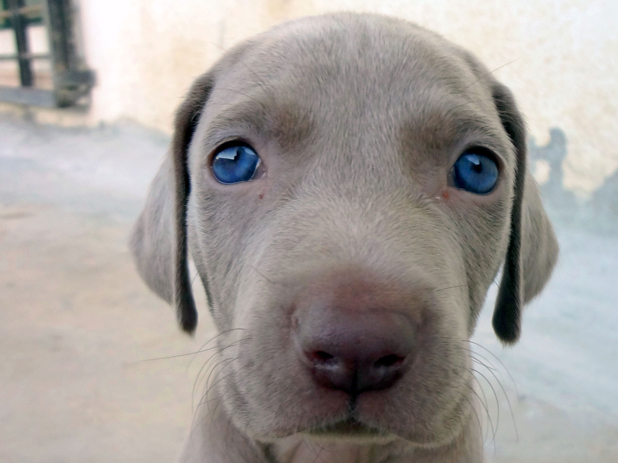 cute_round_face_of_weimaraner_puppy_wallpaper.jpg