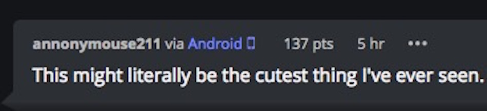 cutest.jpg