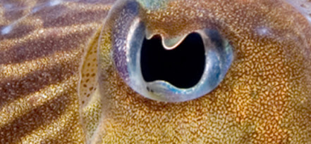 cuttlefish-eyes.jpg