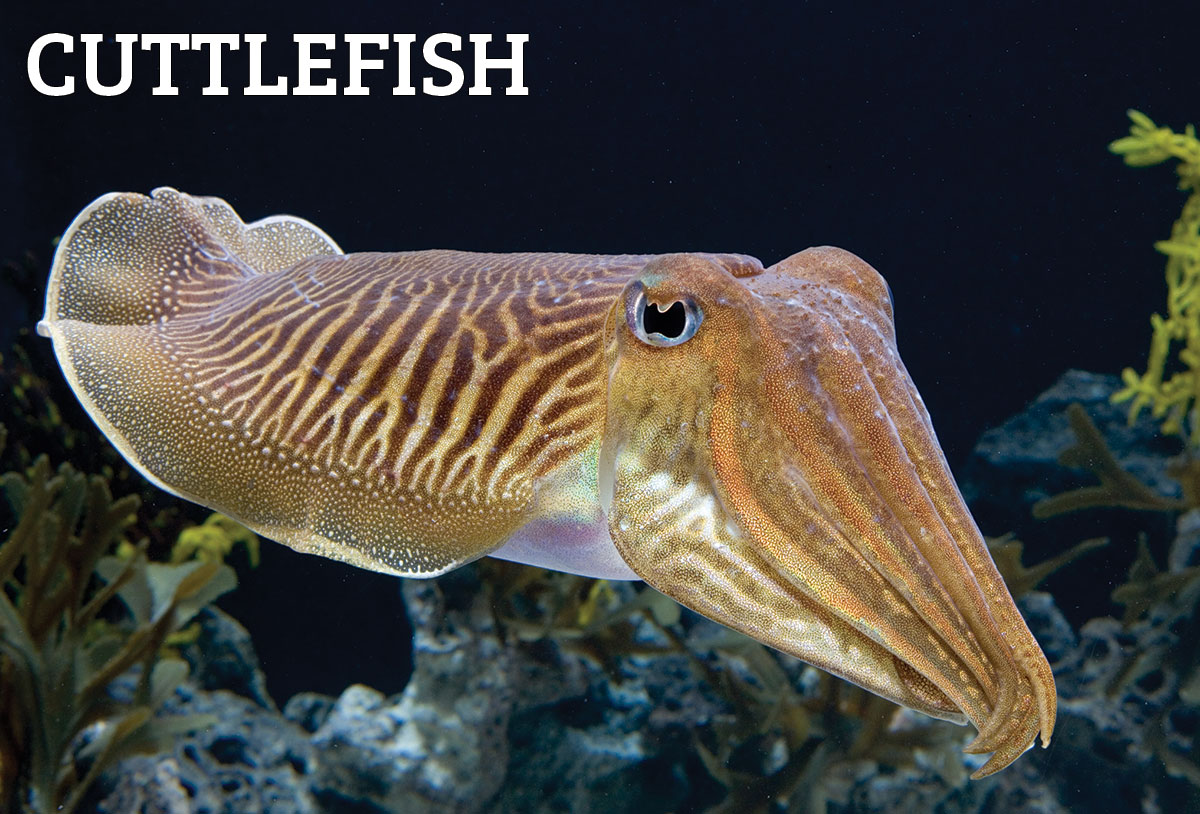 cuttlefish2.jpg