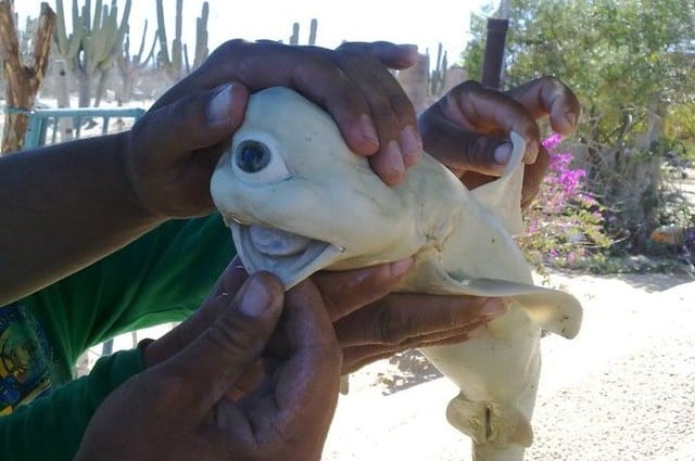 cyclops-shark.jpg cyclops-shark.jpg