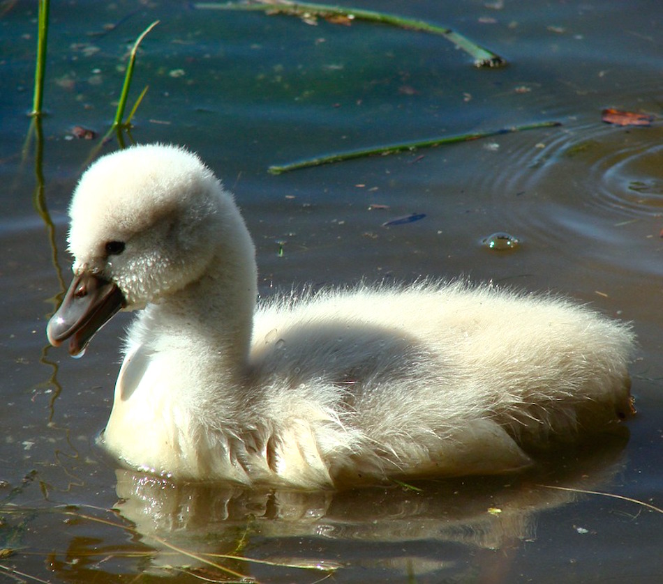 cygnet.jpg